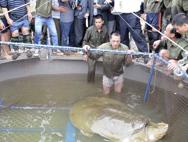  p>斑鳖(学名: i>rafetus swinhoei /i>):又名 a target="_blank"