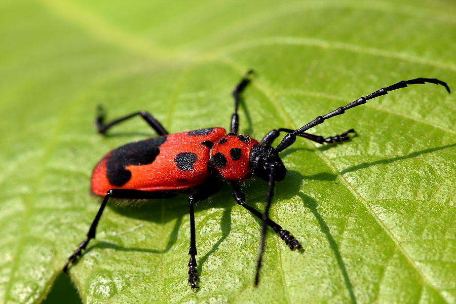 黑点刺尾花天牛