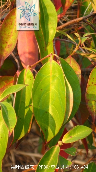  p>尖叶四照花(学名: i>dendrobenthamia angustata /i> (chun) w.p.