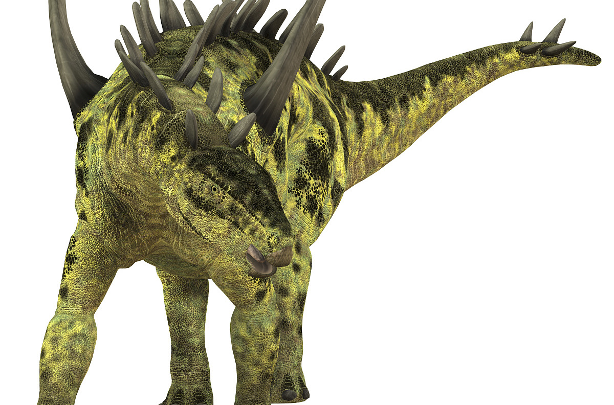 属蜥形纲,鸟臀目,剑龙科,巨刺龙属下恐龙,其的含义就是巨大脊刺的恐龙