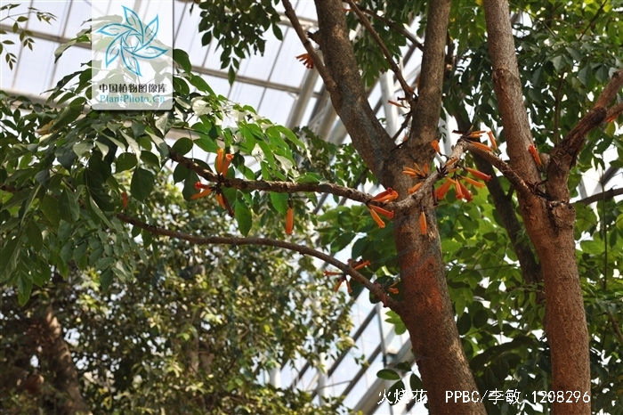  p>火烧花(学名: i>mayodendron igneum /i> (kurz) kurz)为紫葳科