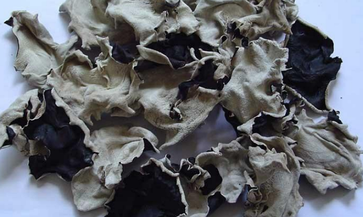  p>木耳科是木耳目下的一科,大约有21属.