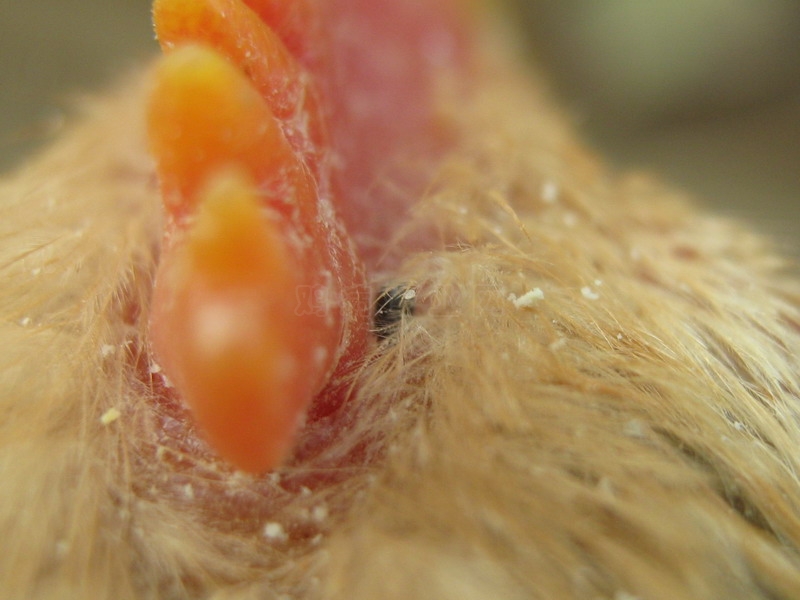  p data-id="gnbq8kfn7j">鸡螨虫, i>dermanyssus gallinae /i>,属 a