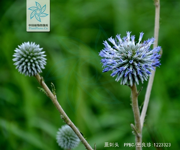  p>蓝刺头(学名: i>echinops sphaerocephalus /i> l.