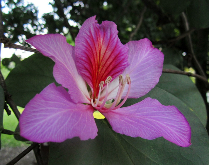  p>宫粉羊蹄甲(学名: i>bauhinia variegata    /i>l.