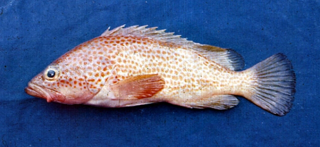 石斑鱼(学名: i>epinephelus akaara /i>)是石斑鱼科,石斑鱼属鱼类