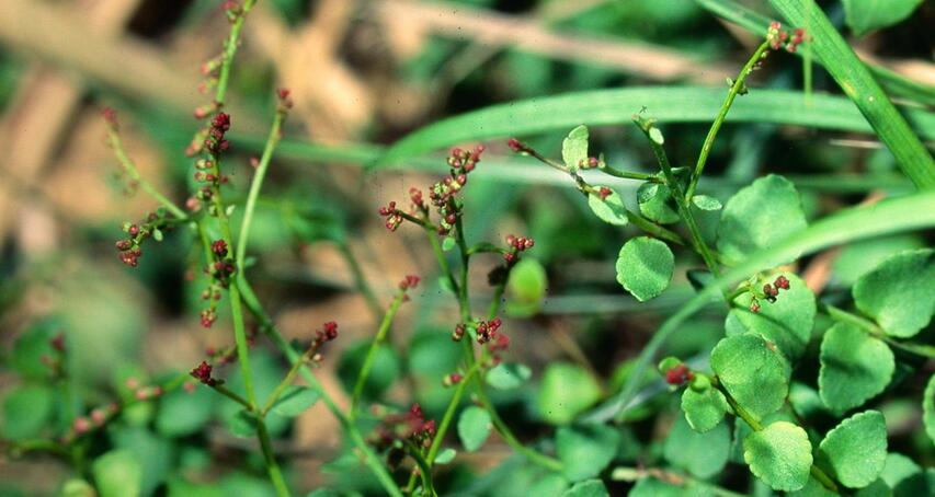  p>小二仙草属陆生平卧或直立的纤细 a target="_blank" href="/item