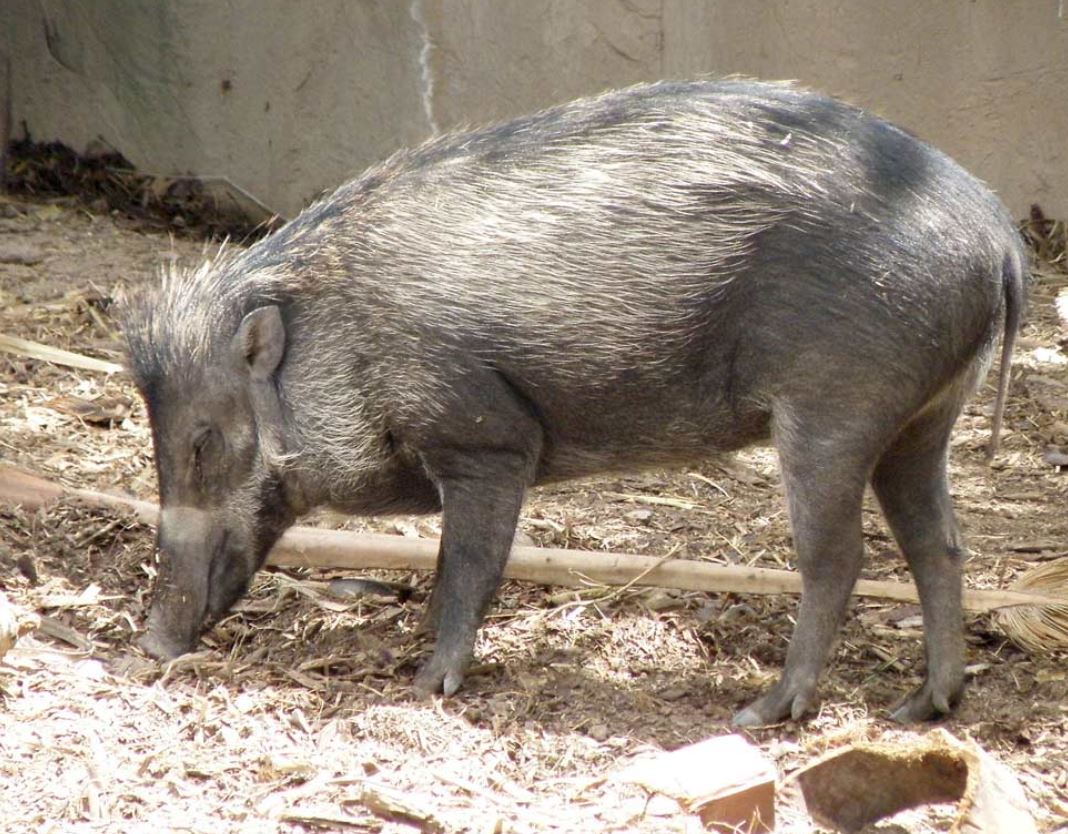  p>米沙鄢野猪(学名: i>sus cebifrons /i>):头体长约100厘米;雌性肩