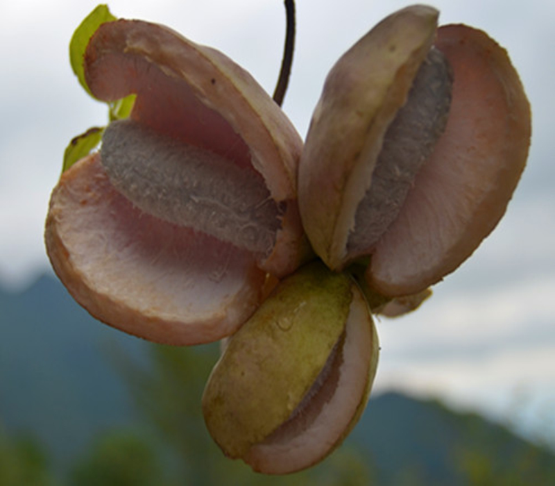  p>六月瓜为 a href="#">木通科 /a>植物 a