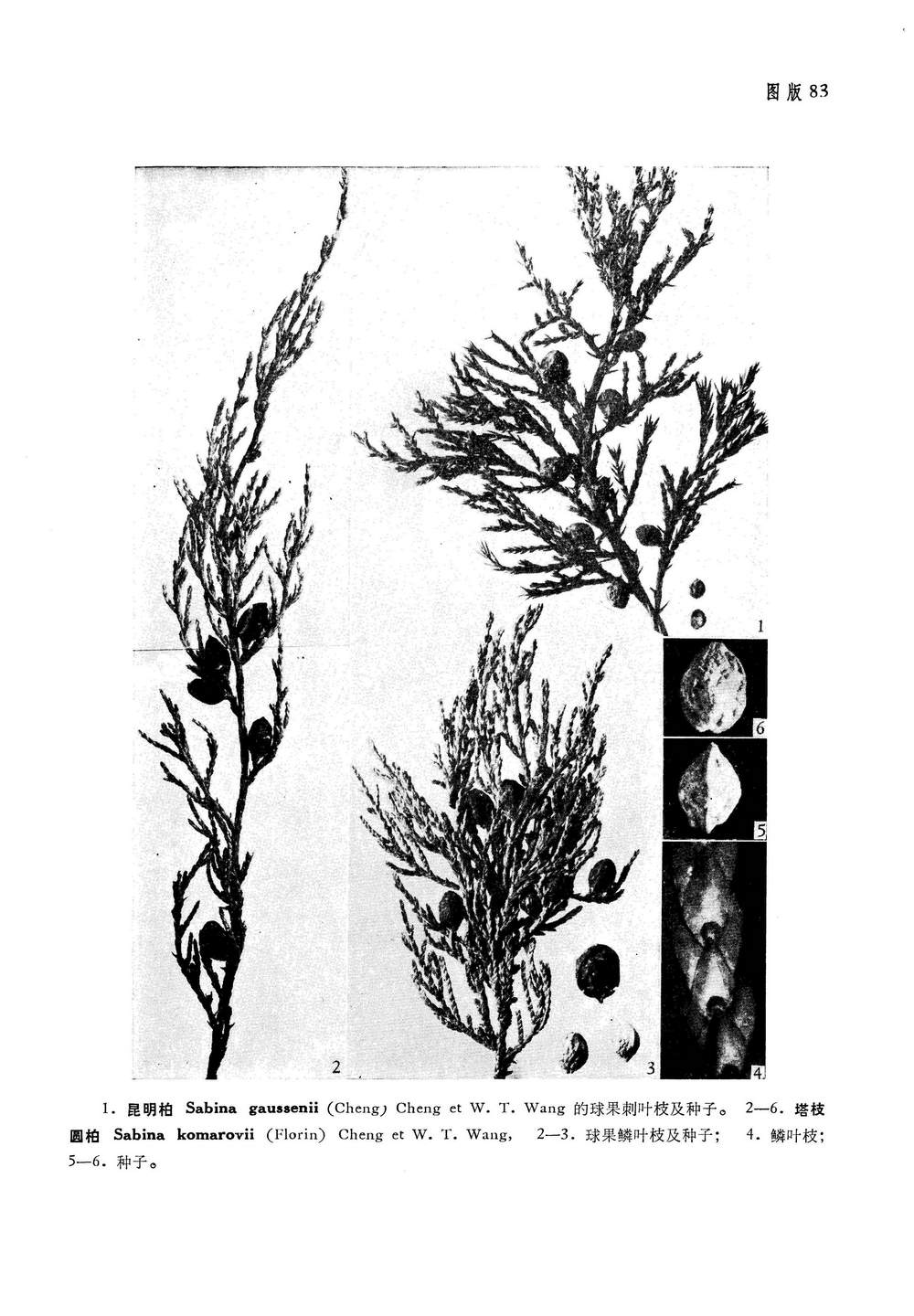 wang)是柏科 a href="#">圆柏属 /a>的一种小乔木,又称滇刺柏.