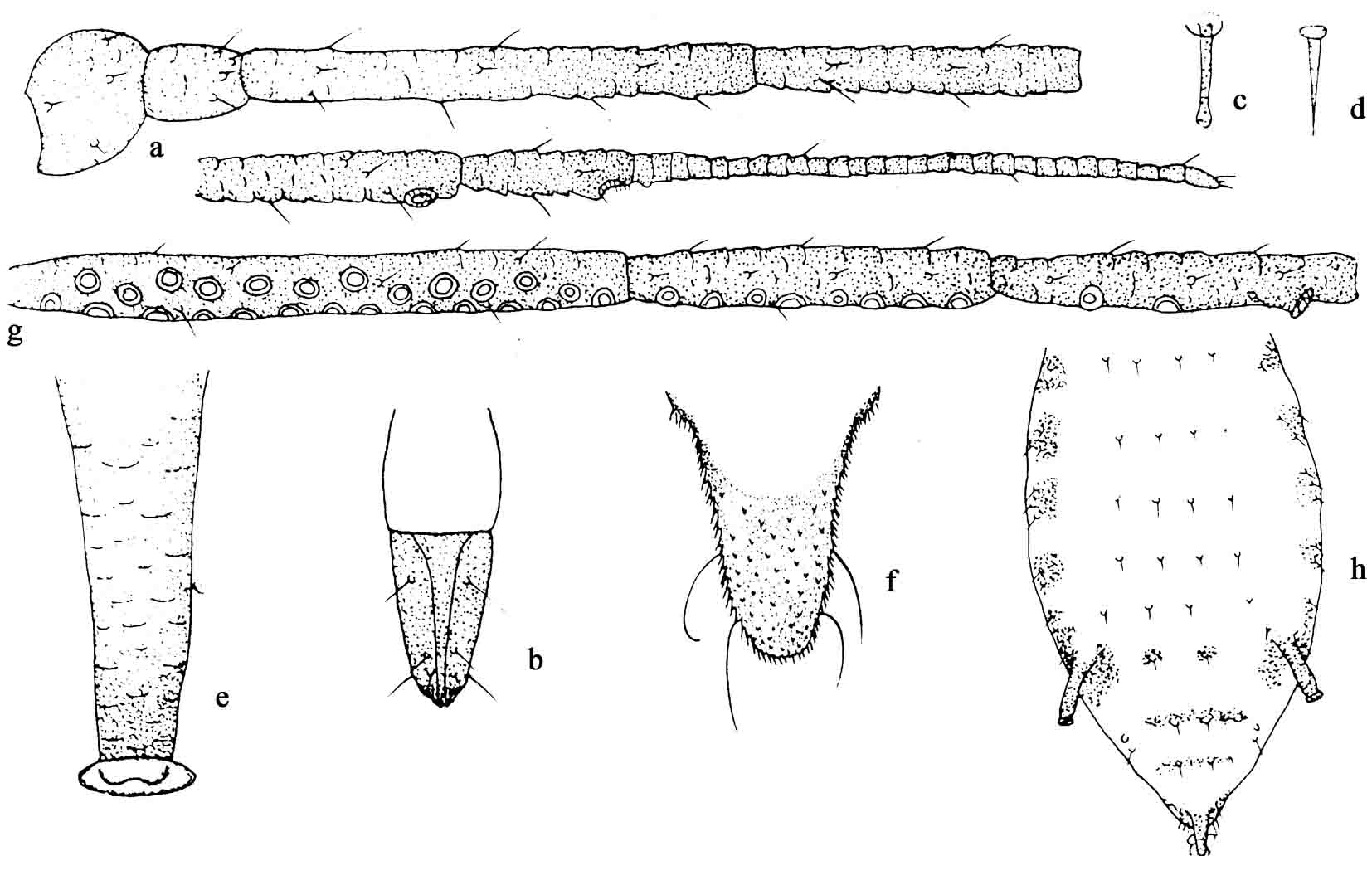  p>禾谷缢管蚜, i>rhopalosiphum padi /i>,为半翅目蚜科缢管蚜属的一