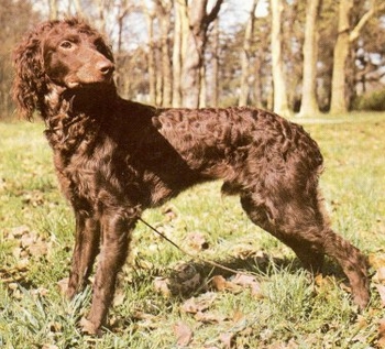 长毛垂耳西班牙种猎犬