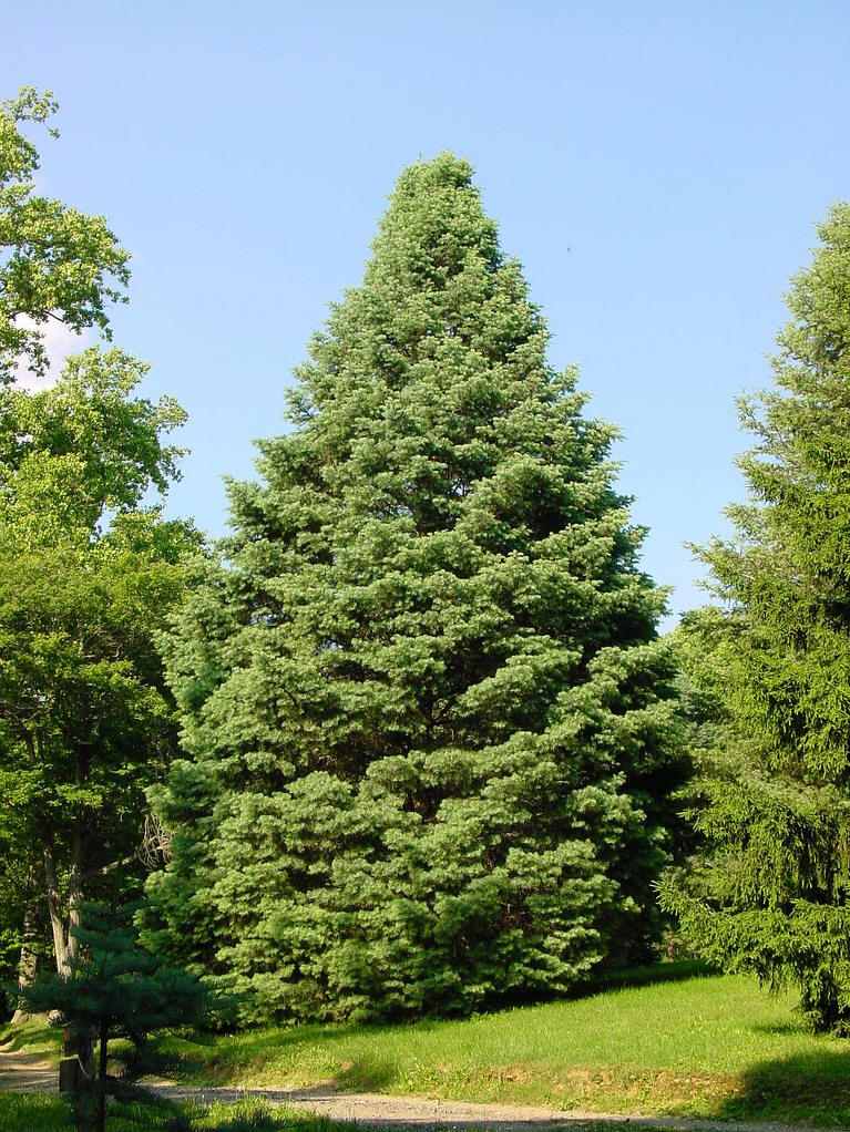  p>冷杉(学名: i>abies fabri /i> (mast.