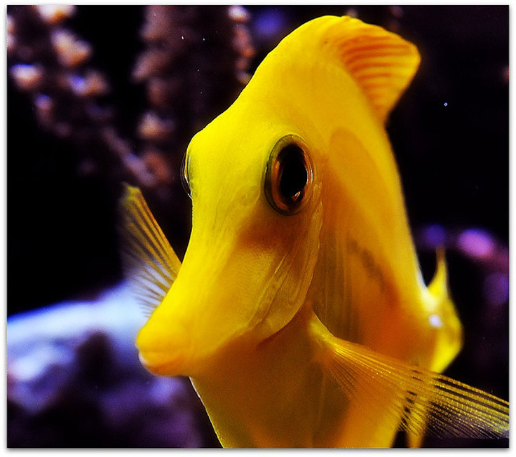  p>黄高鳍刺尾鱼(学名: i>zebrasoma flavescens /i>)其体卵圆而侧扁