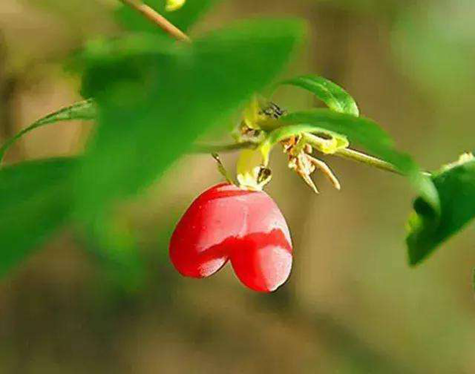 杈杷果(杈杷果百度百科)