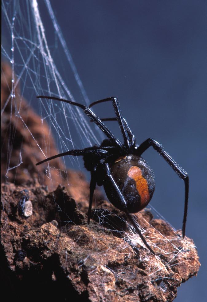 澳大利亚红背蜘蛛