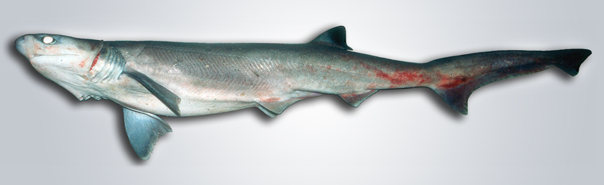  p>尖吻七鳃鲨(学名: i>heptranchias perlo /i>)是六鳃鲨科,七鳃鲨属