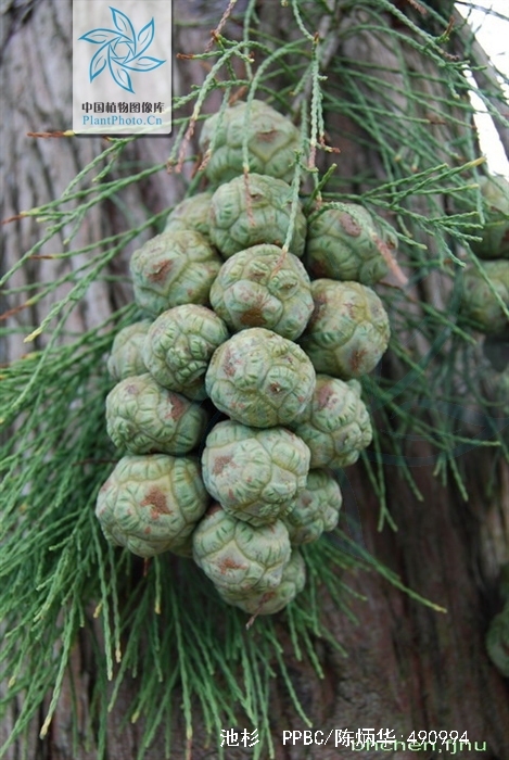  p>池杉(学名: i>taxodium distichum /i> var.