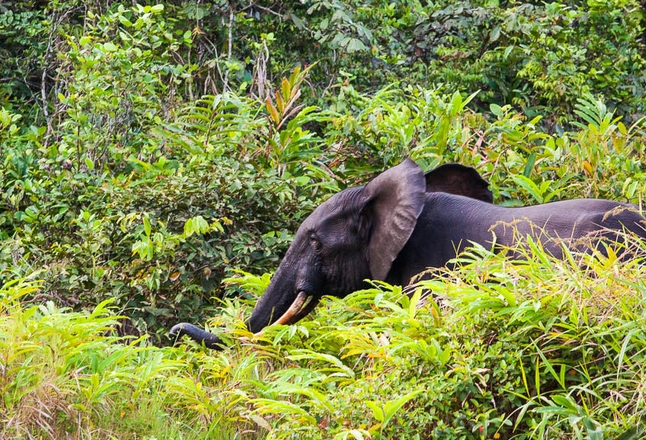  p>非洲森林象(学名: i>loxodonta cyclotis /i>):身高2.1-2.