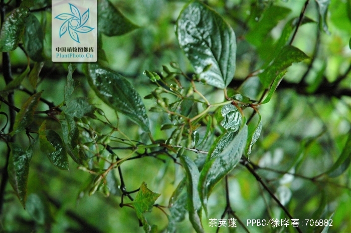 gnanxsovyh">茶荚蒾(学名: i>viburnum setigerum /i> hance)是忍冬科