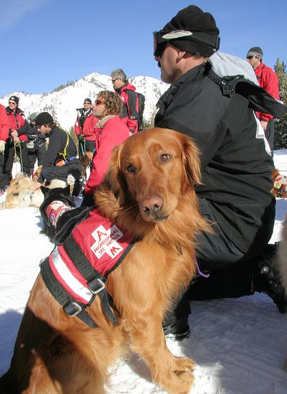  p>阿尔卑斯山的高山搜救犬(alpine search and rescue dogs;alpine