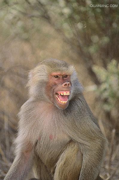  p>狒狒(学名: i>papio /i>):灵长目 a target="_blank" href="/item