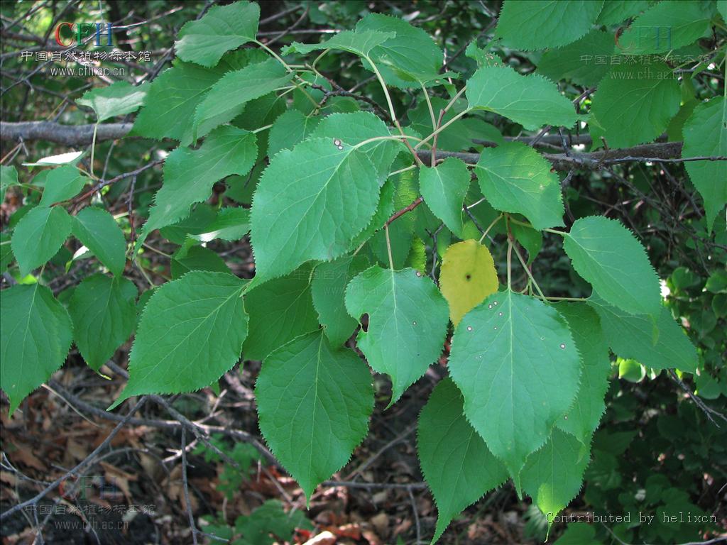 p>东北杏(学名:prunus mandshurica (maxim.) koehne.
