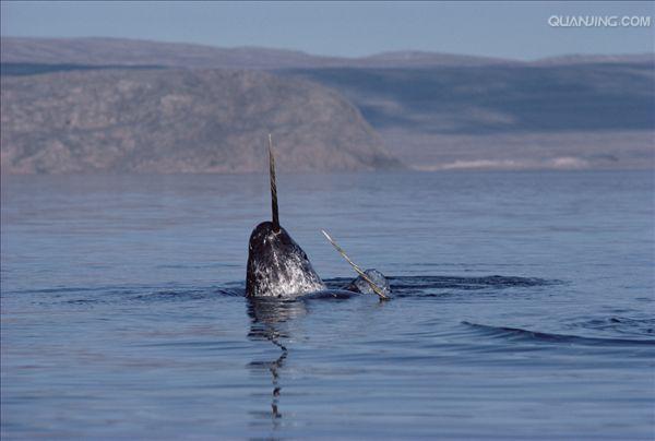  p>一角鲸(学名: i>monodon monoceros /i>)体长一般在4到5米(不包括