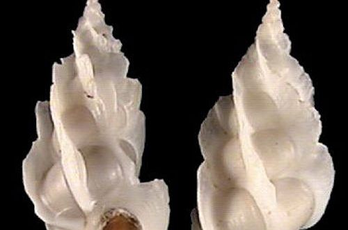  p>花冠海蛳螺是一种中腹足目,海蛳螺科类生物,螺壳尺寸5 mm左右.