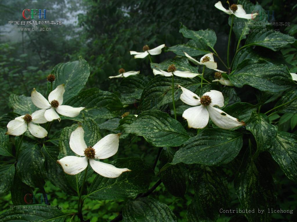  p>头状四照花(学名: i> i>dendrobenthamia capitata  /i>(wall.