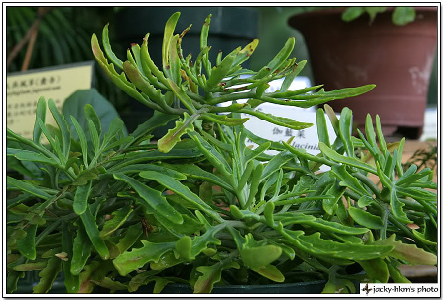  p>正别名 a href="#" data-lemmaid="3491373">五爪三七 /a>, a href