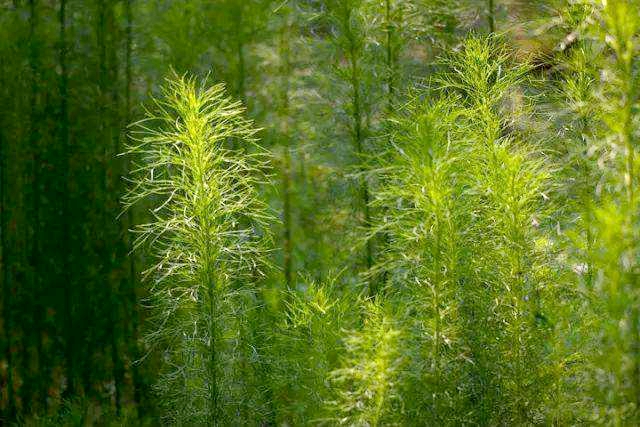 是菊科,蒿属多年生 a href="#" data-lemmaid="541696">草本 /a>唤