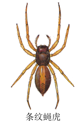 plexippus setipet karsch