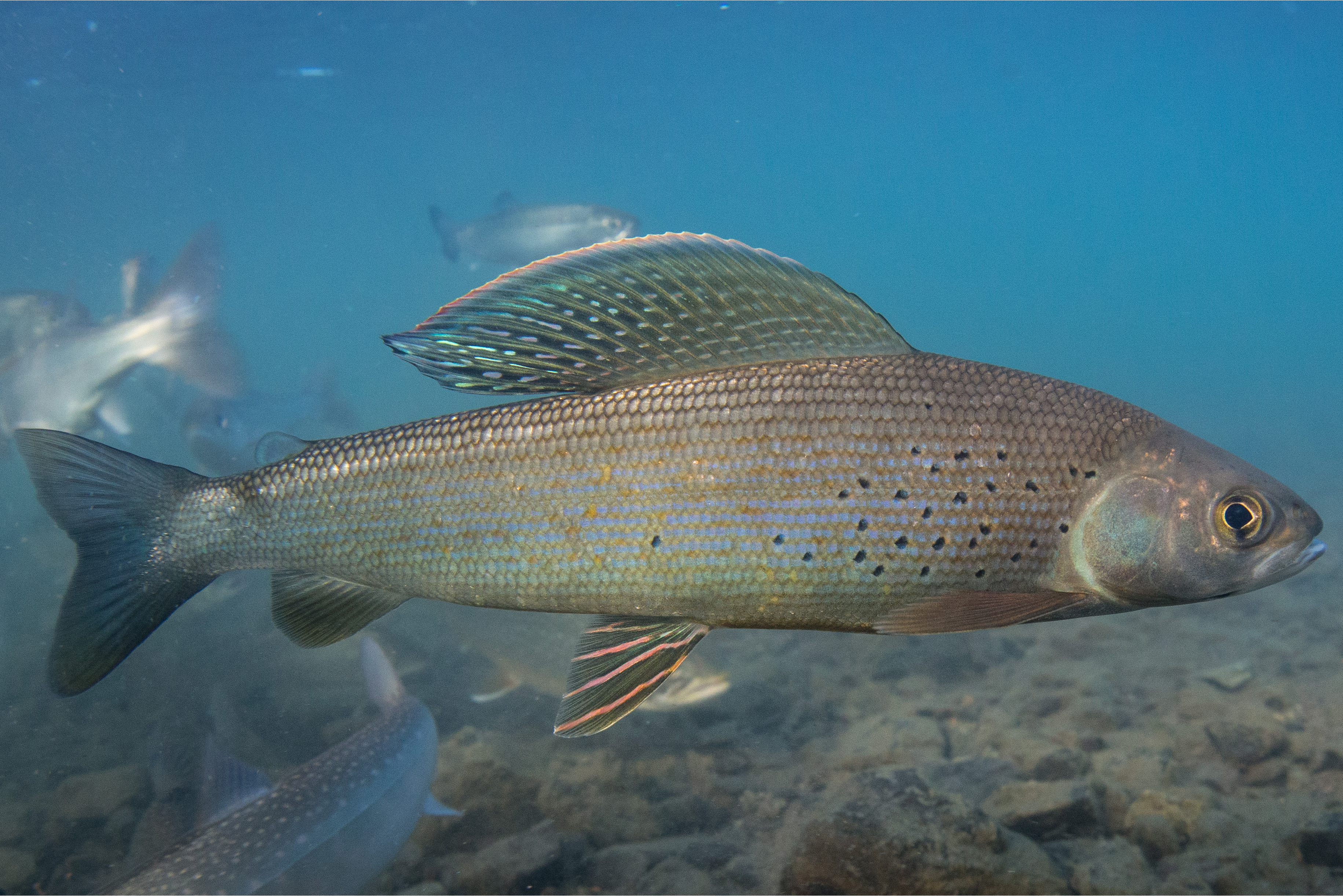  p>北极茴鱼(学名: i>thymallus arcticus /i>):是茴鱼科,茴鱼属的