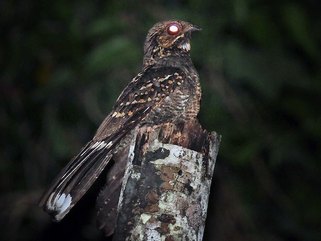 nightjar,学名:caprimulgus meesi),是夜鹰目夜鹰科夜鹰属的鸟类