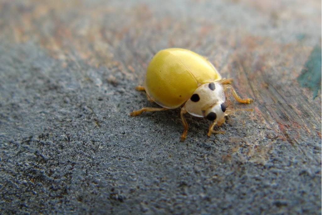 素鞘瓢虫指名亚种