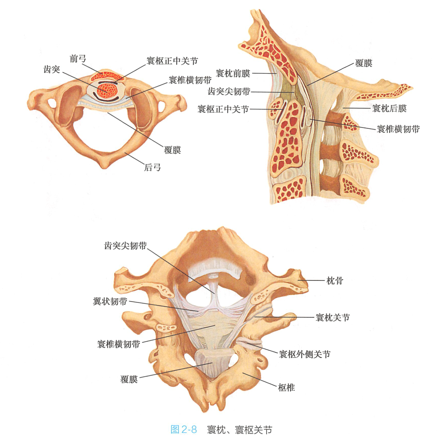  p>寰枕关节是指两侧枕髁与寰椎侧块的上关节凹构成的联合关节,属双轴