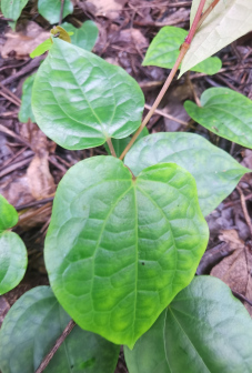 蒌叶（胡椒科胡椒属植物）_百度百科
