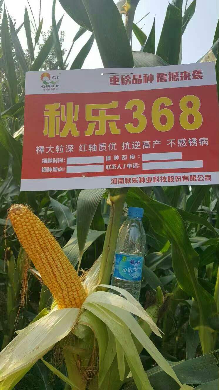 秋乐种业科技股份有限公司以nk11为母本,nk17-8为父本选育的玉米品种
