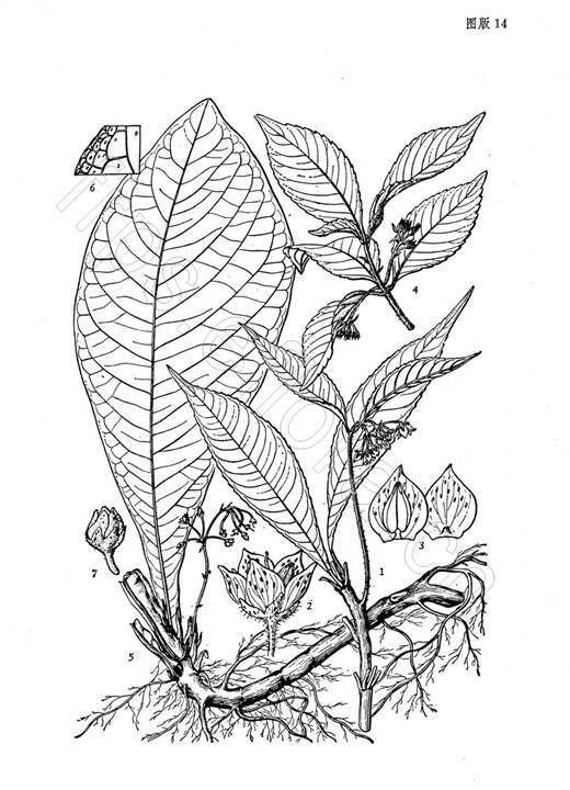  p data-id="gnfdeh3kqy">粗茎紫金牛( i>ardisia dasyrhizomatica /i