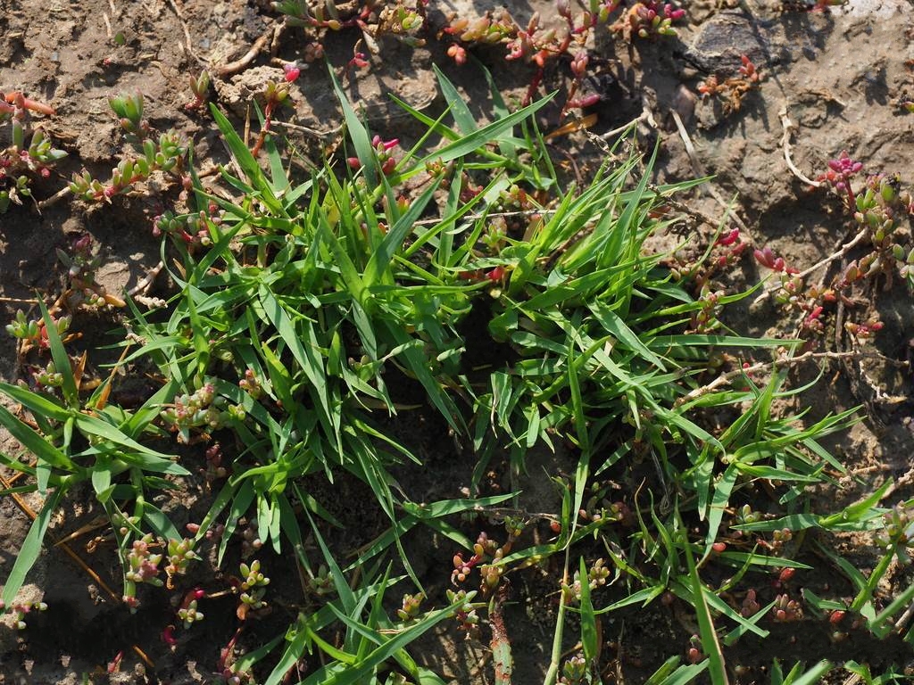 隐花草属一年生 a href="#" data-lemmaid="541696">草本 /a>植物