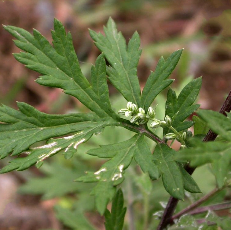 ex besser) nakai),是菊科蒿属多年生草本植物.
