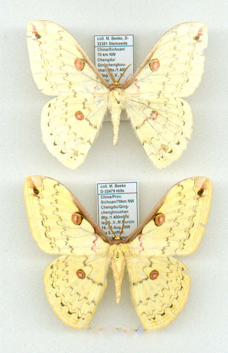 目豹大蚕蛾四川亚种