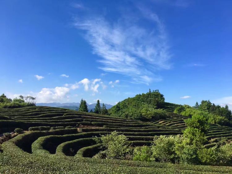  p data-id="gnhdhb93h5">白马镇,隶属于重庆市武隆区,地处 a target=