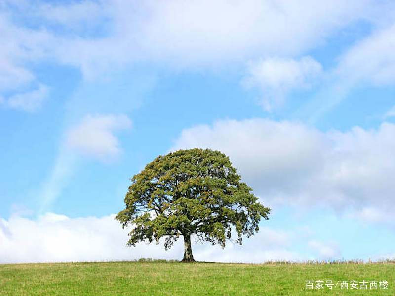 给孩子办一场读书会：《橡树上的逃亡》，一棵树带来的创造与治愈_百科TA说