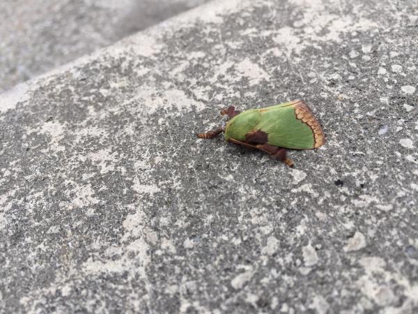  p data-id="gnbiqoc33w">褐边绿刺蛾(学名: i>parasa consocia /i> )