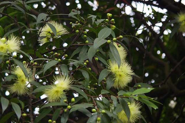 短药蒲桃海南个体