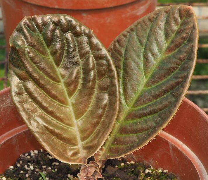  p data-id="gnfdeh3kqy">粗茎紫金牛( i>ardisia dasyrhizomatica /i