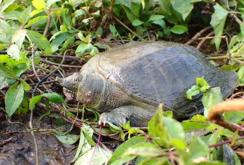 中华鳖（鳖科鳖属爬行动物）_百度百科
