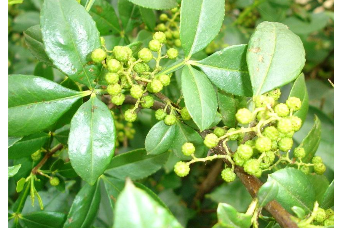 yz-sp-6-椿叶花椒